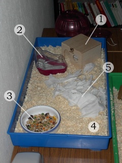 Main cage
